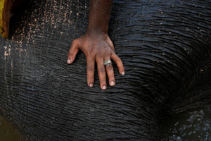 The Wider Image: In Sri Lanka, human-elephant conflict takes deadly toll