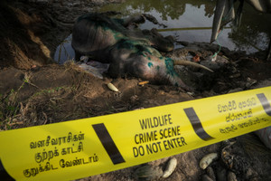 The Wider Image: In Sri Lanka, human-elephant conflict takes deadly toll
