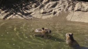 Visitors flock to see new baby capybaras at San Francisco Zoo