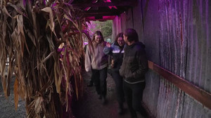 Pumpkins by day, screams by night as farm turns into fright fest for Halloween