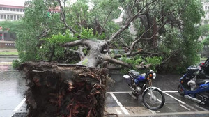 Typhoon Champi uproots trees, brings heavy rain to Taipei