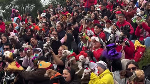 Frightfully cute chihuahuas show off ghoulish costumes for Day of the Dead in Mexico