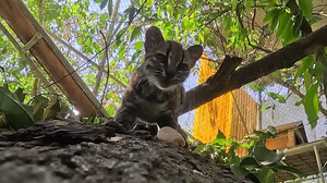 Meet Tigrino: Bolivia's newly identified Tilcayo cat species