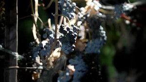 As wine consumption slumps, grape growers face tough harvest decisions
