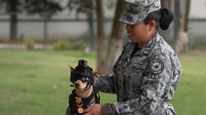 Meet Comando: The pint-sized Chihuahua recruited to Mexico’s National Guard