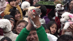 Goldfish, rooster and hundreds of other pets blessed at Quito plaza honouring Saint Francis of Assisi