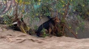 Stray dog rescued from Chile's raging Mapocho River
