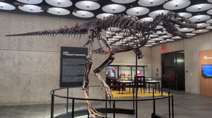 Meet T. rex's smaller cousin: 67-million-year-old 'Jodi' heads to auction