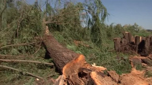 Judge blasts Trump's DOJ over 'inexcusable' tree removal at DC golf course