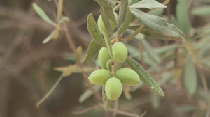 Israeli settlers steal olives on Palestinian land in Hebron, activist says