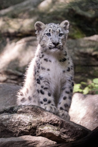 The Bronx Zoo Introduces Their Baby Snow Leopard Named Sarka
