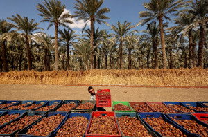 Date harvest in Giza as Egypt leads global production