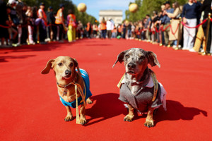 Sausage dogs take part in giant walk along the Champs-Elysees avenue in Paris