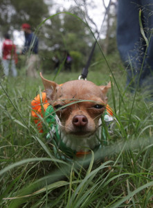 Chihuahuas dress up for Day of the Dead gathering in Mexico City