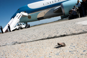 A spotted lantern fly walks on the tarmac as reporters wait for US President Donald Trump to arrive to board Air Force One at Joint Base Andrews, Maryland