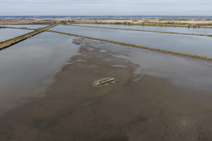 Hungary's fish harvest to help fight drought