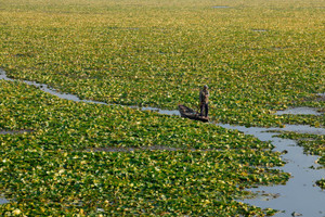A fisherman rows his boat through a dense cover of water lillies on Dal Lake in Srinagar