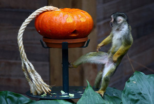 Halloween at Pairi Daiza wildlife park in Brugelette