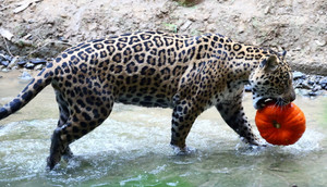 Halloween at Pairi Daiza wildlife park in Brugelette