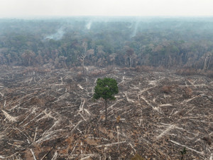 Wildfires in the Amazon Rainforest are on the rise due to the dry season and extreme heat in Autazes