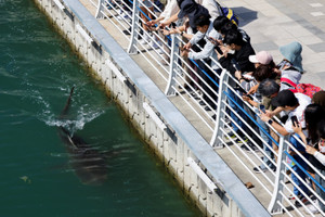 South Korean authorities attempt to guide stranded shark out of canal, in Busan
