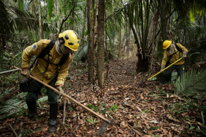 Wildfires in the Amazon Rainforest are on the rise due to the dry season and extreme heat in Autazes