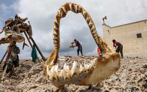 Salted shark meat is dried along the beach in Hamarweyne