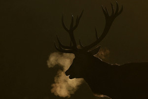 Deer as the annual rutting season begins, in Richmond Park, London